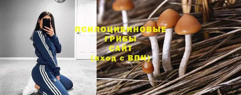 закладки  Туринск  Псилоцибиновые грибы Psilocybe 